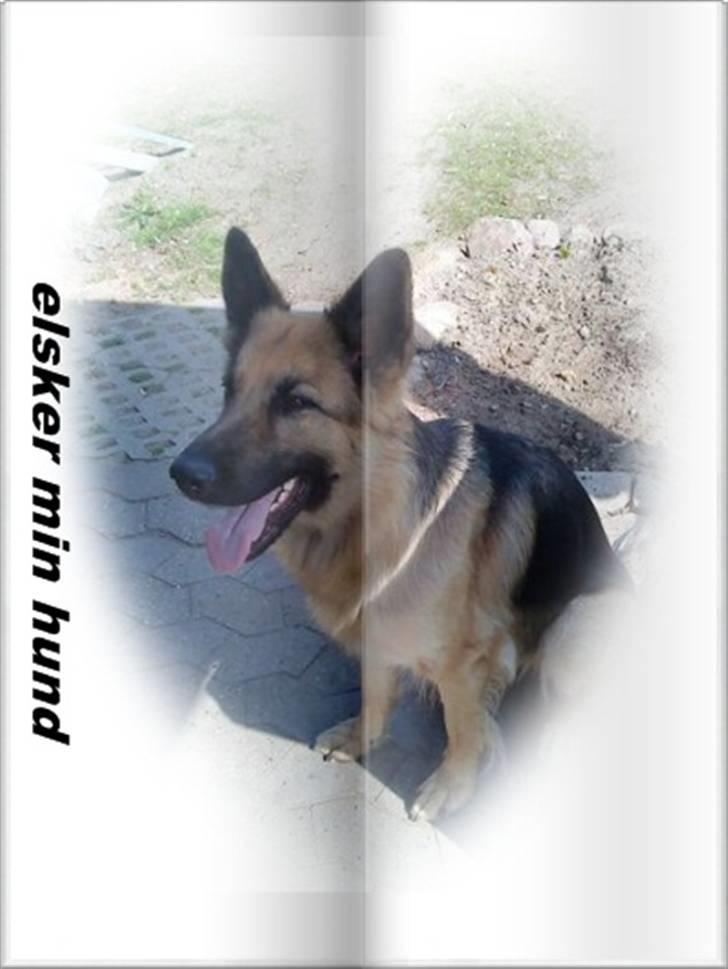 Schæferhund heilly billede 1