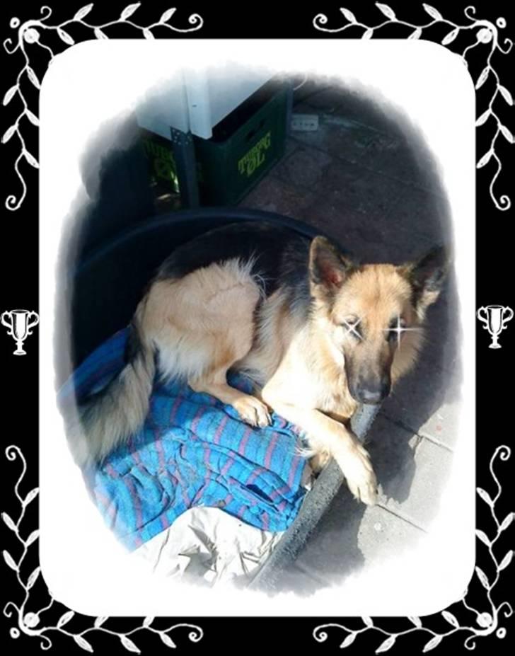 Schæferhund heilly billede 2