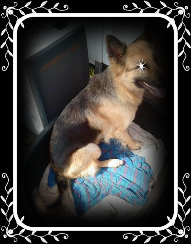 Schæferhund heilly billede 3