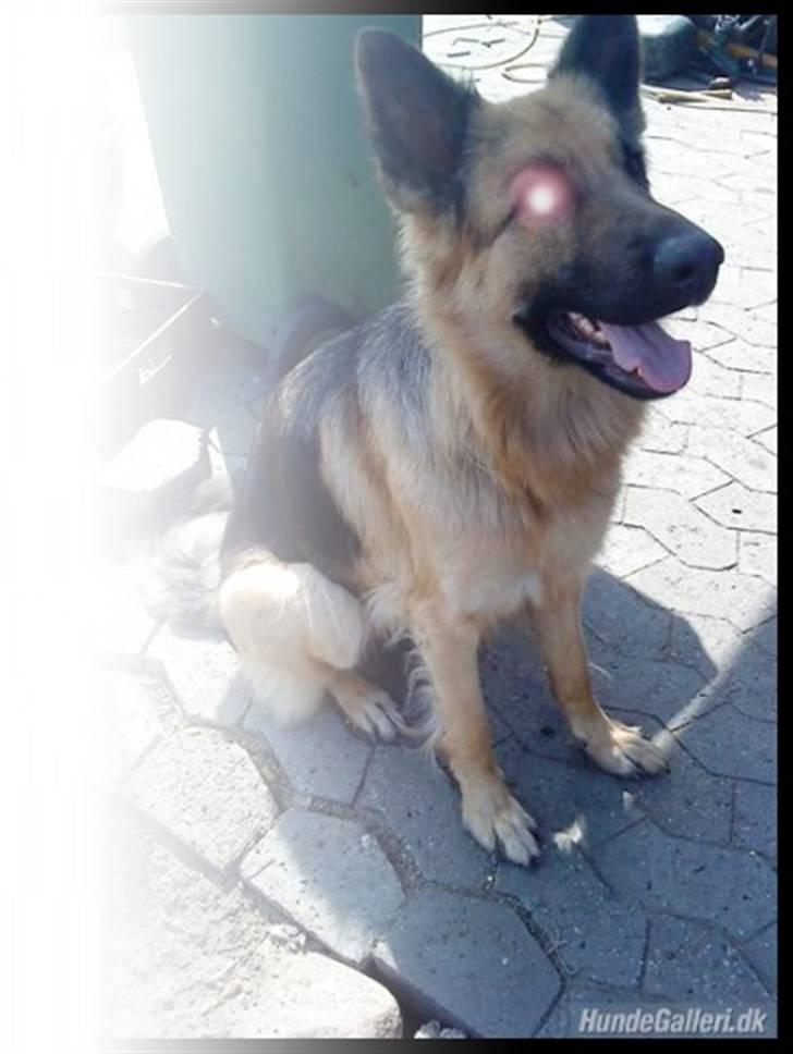 Schæferhund heilly billede 4