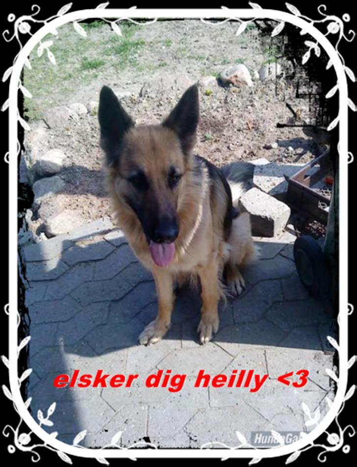 Schæferhund heilly billede 5