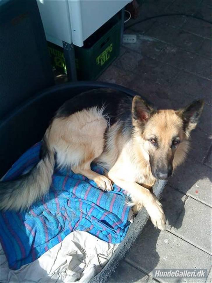 Schæferhund heilly billede 6