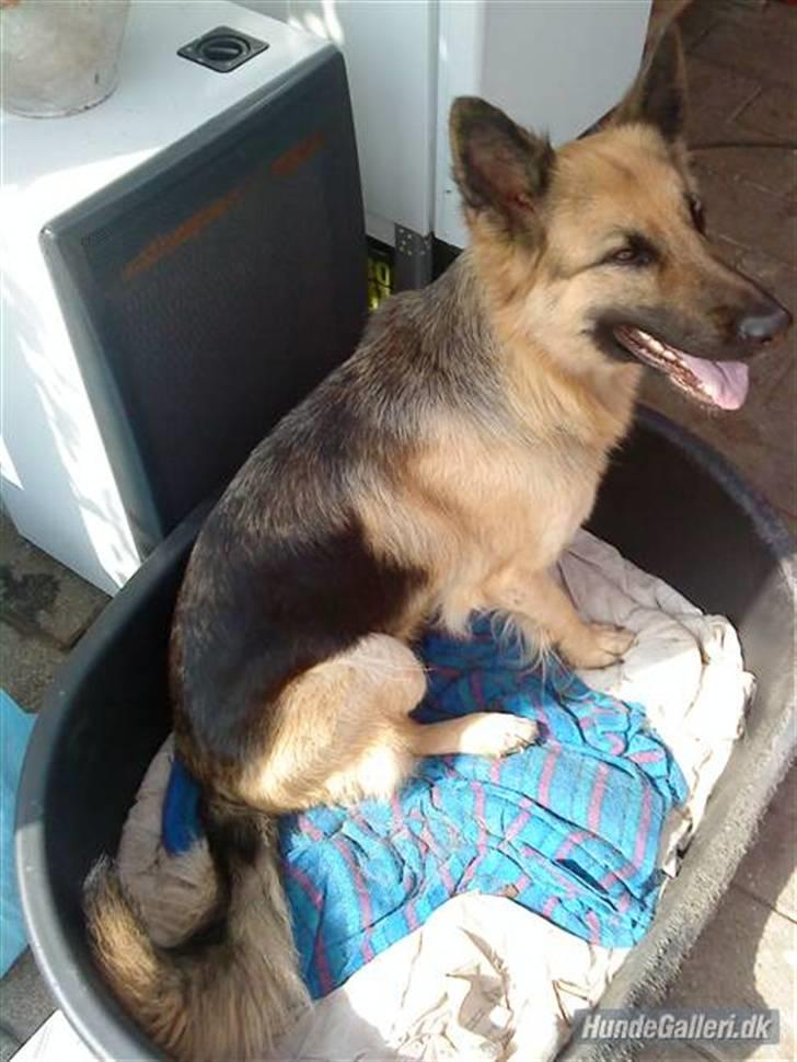 Schæferhund heilly billede 7