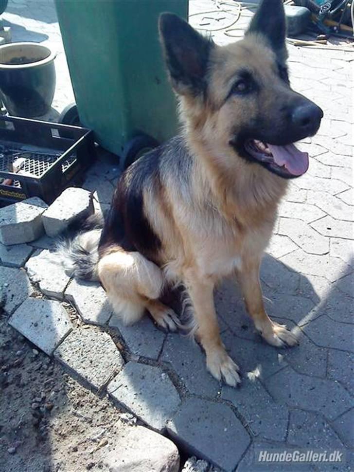 Schæferhund heilly billede 8