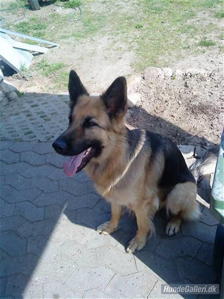 Schæferhund heilly billede 9