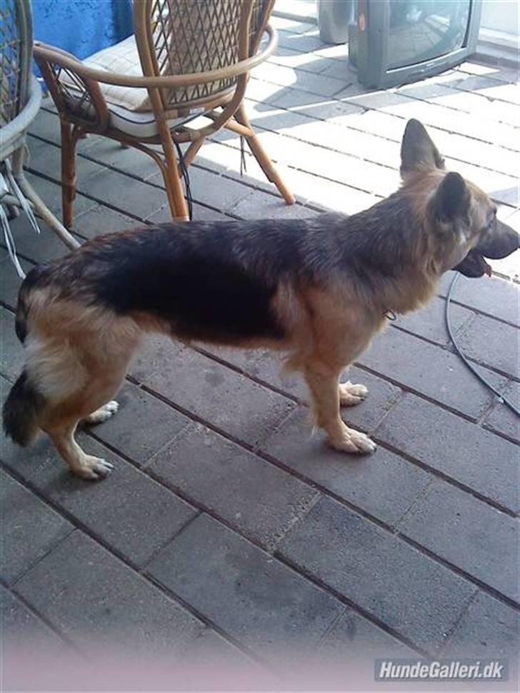 Schæferhund heilly billede 10