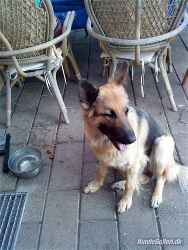 Schæferhund heilly billede 11