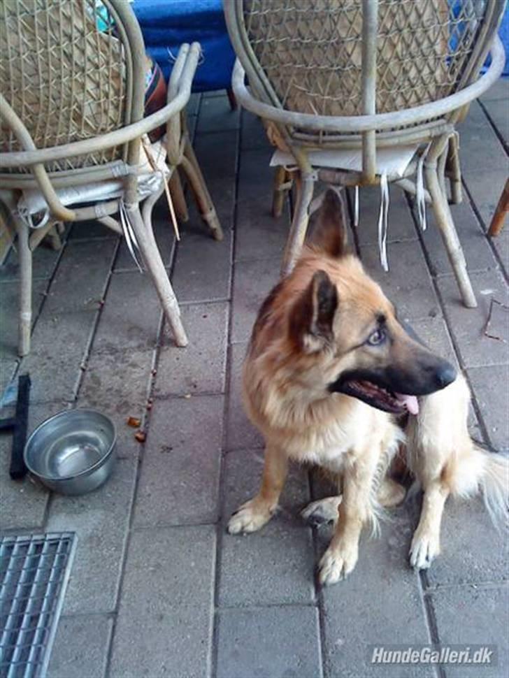 Schæferhund heilly billede 12