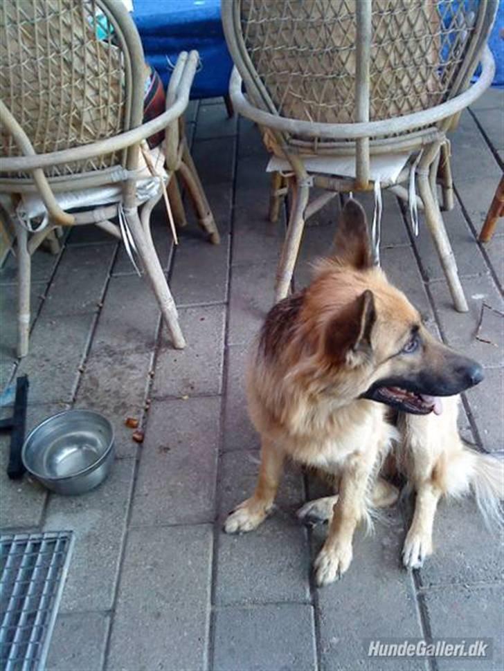 Schæferhund heilly billede 13