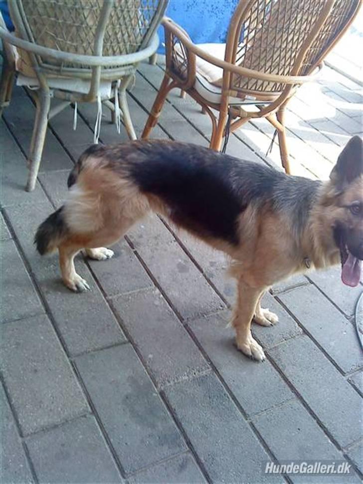 Schæferhund heilly billede 14