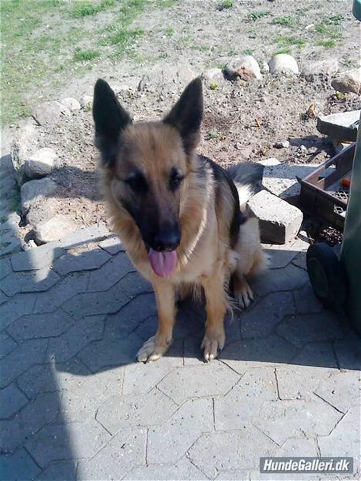 Schæferhund heilly billede 15