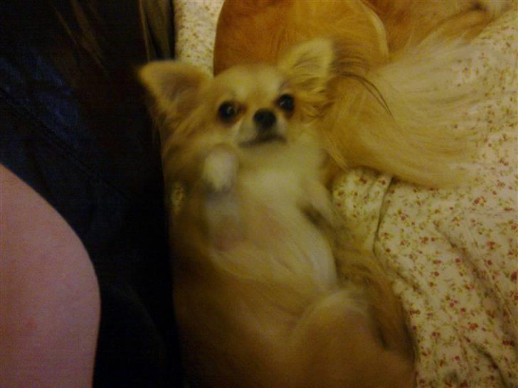 Chihuahua lille my  billede 12