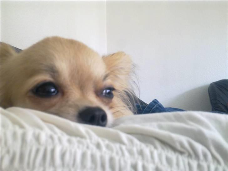 Chihuahua lille my  billede 13