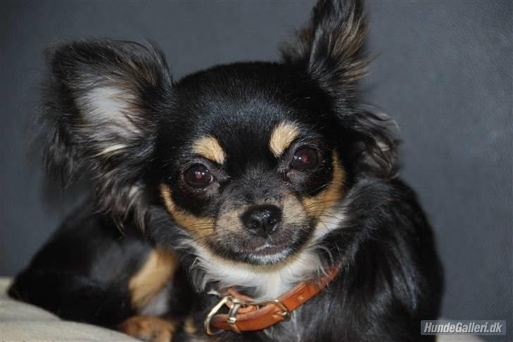 Chihuahua Bella billede 1