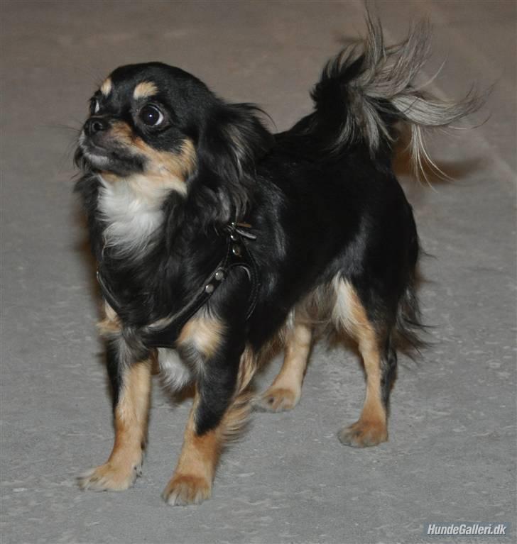 Chihuahua Bella billede 2