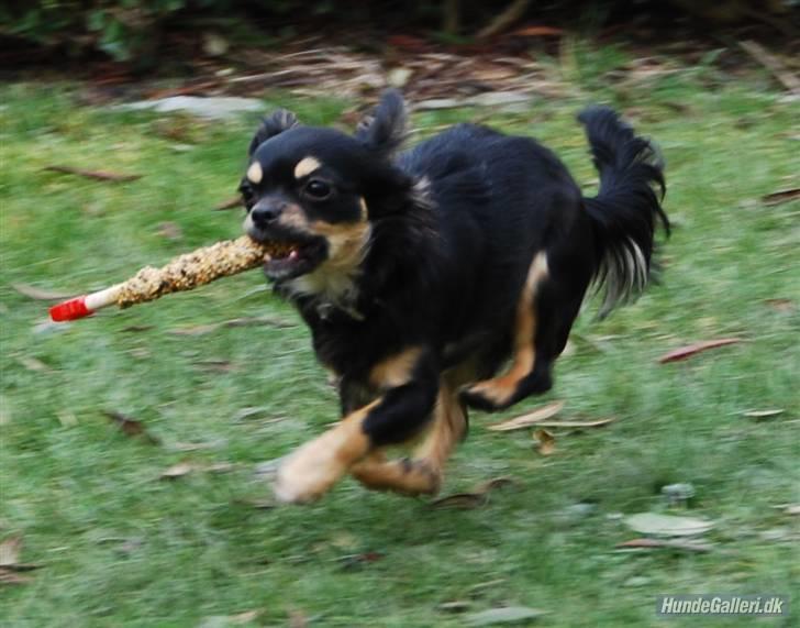 Chihuahua Bella billede 3