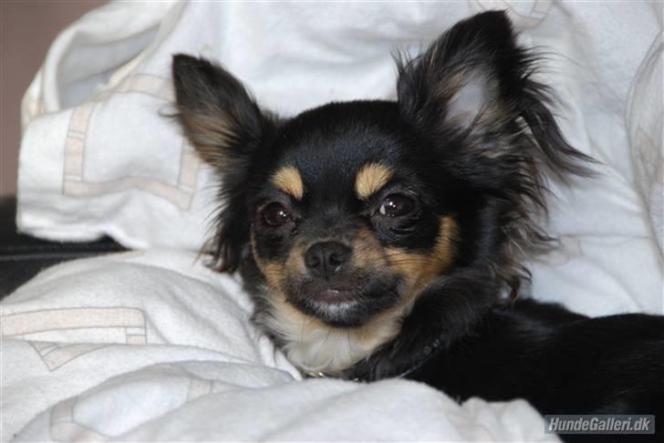 Chihuahua Bella billede 4