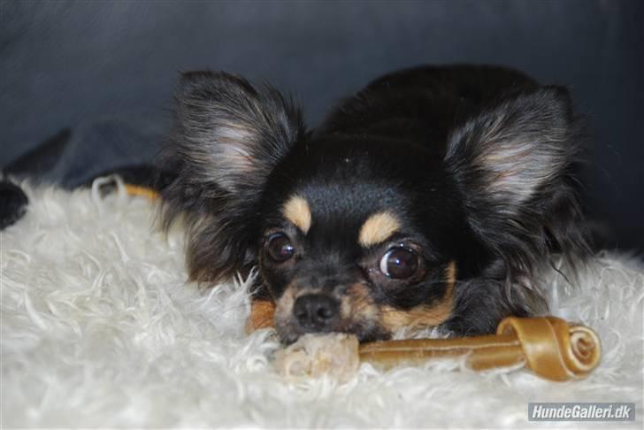 Chihuahua Bella billede 5