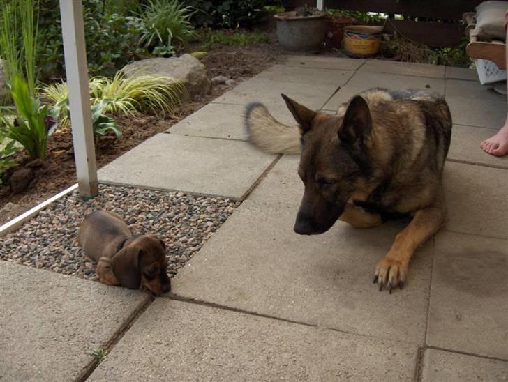 Gravhund Igor billede 10