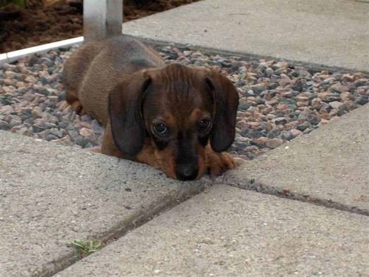 Gravhund Igor billede 11