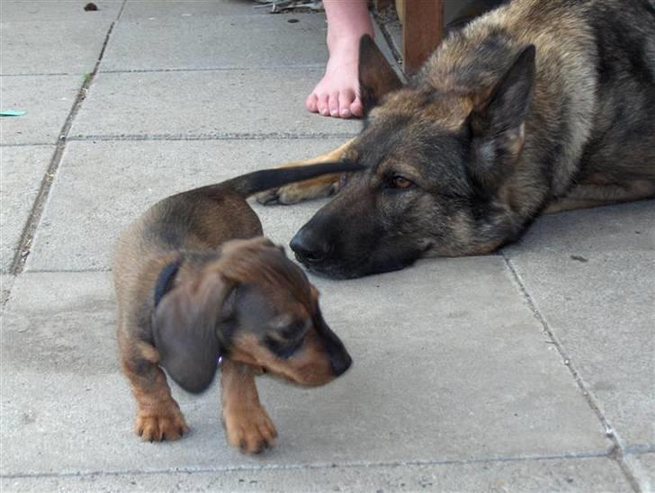 Gravhund Igor billede 12