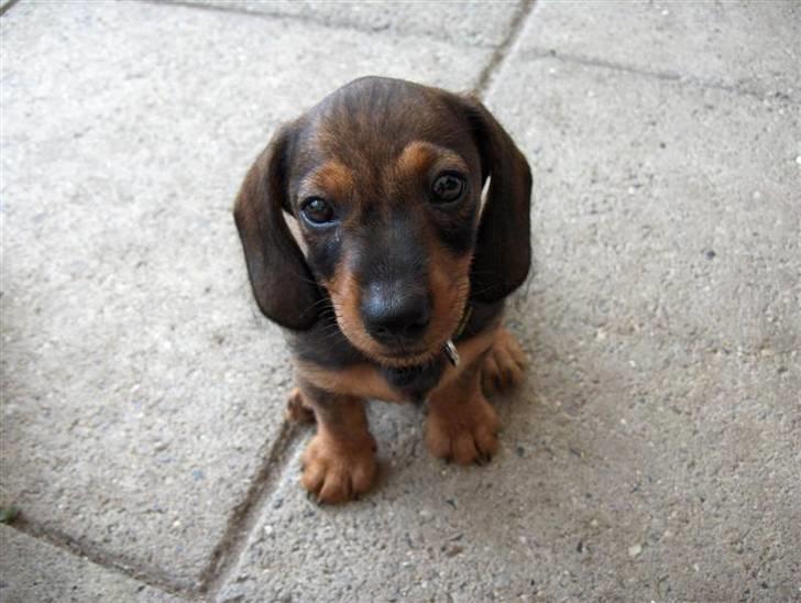 Gravhund Igor billede 13