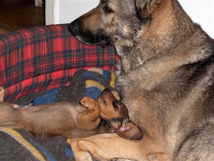 Gravhund Igor billede 14