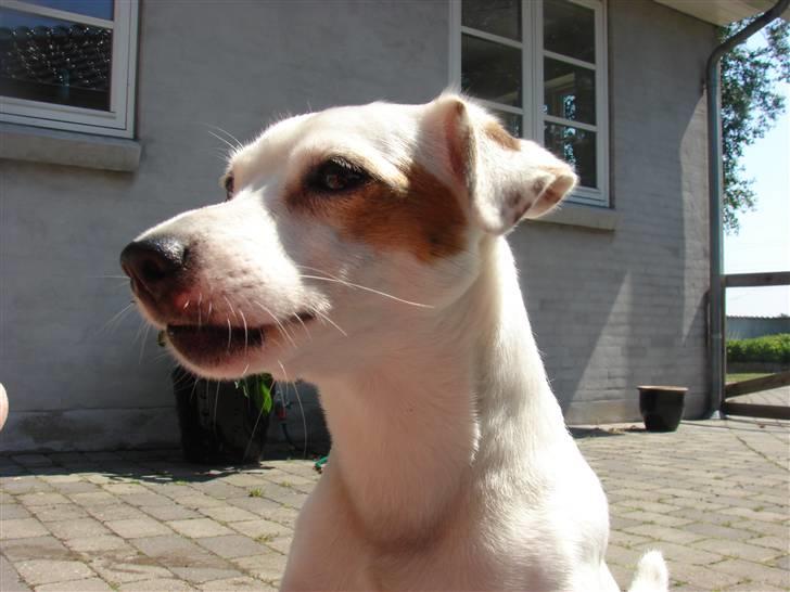 Jack russell terrier Manglekærvejen's Bella <3 billede 6