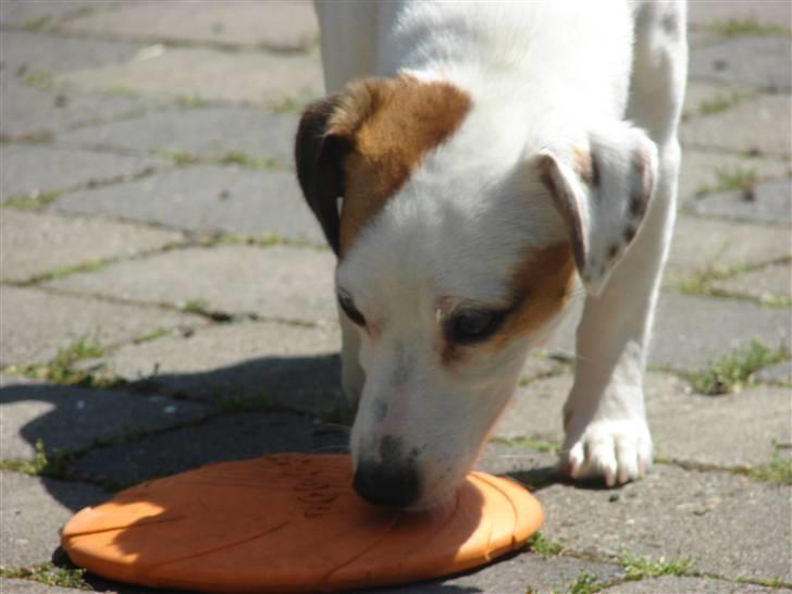 Jack russell terrier Manglekærvejen's Bella <3 billede 7