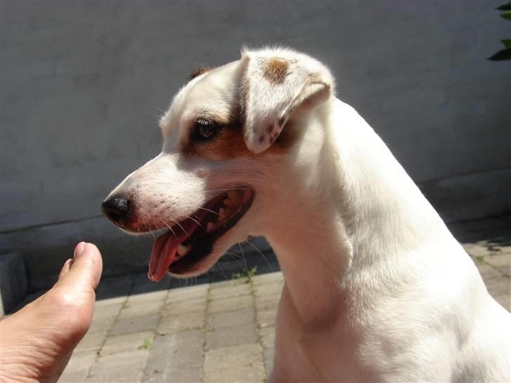 Jack russell terrier Manglekærvejen's Bella <3 billede 8