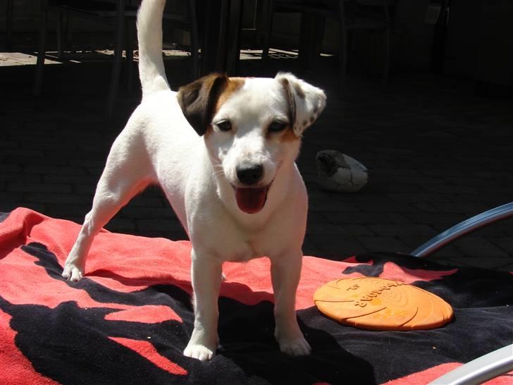 Jack russell terrier Manglekærvejen's Bella <3 billede 9