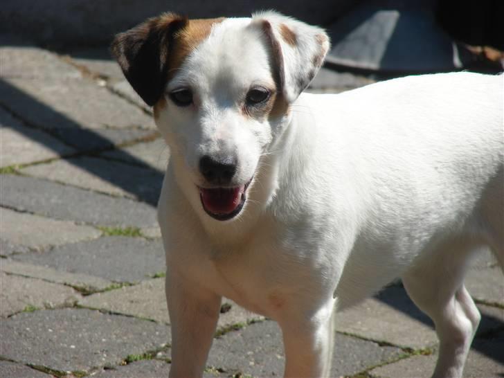 Jack russell terrier Manglekærvejen's Bella <3 billede 10