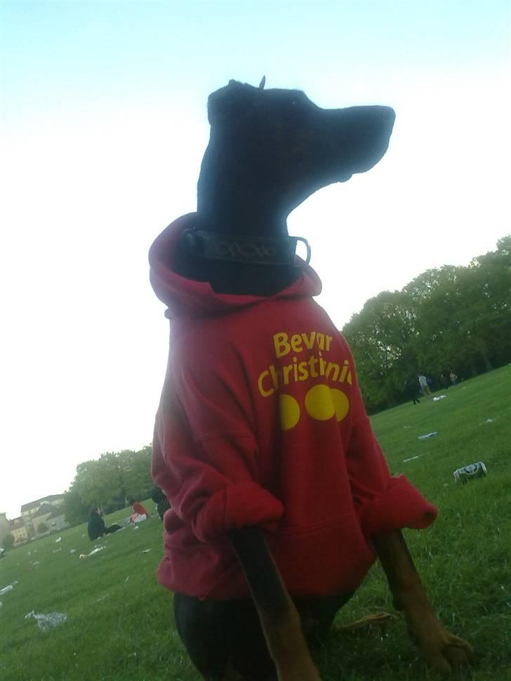 Dobermann Tøsen - Jeg har også tøj på :b billede 8