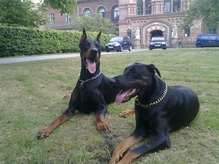 Dobermann Tøsen - Mig og min legekammerat Hector (: billede 10