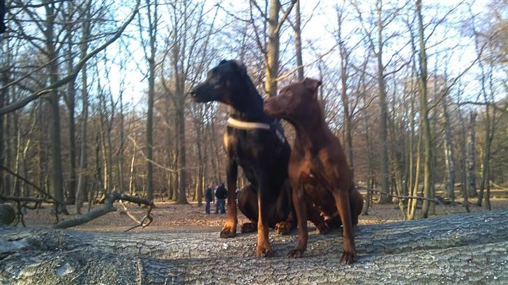 Dobermann Tøsen billede 11