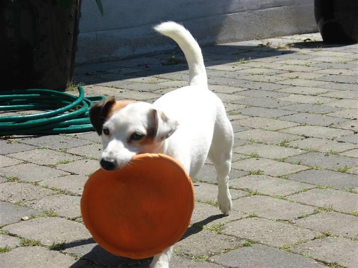 Jack russell terrier Manglekærvejen's Bella <3 billede 11