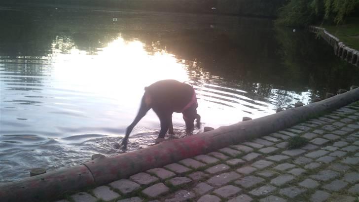 Dobermann Tøsen - Vand er sjovt, men også kun til anklerne :b billede 12