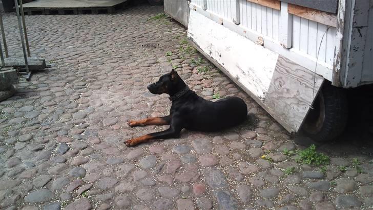 Dobermann Tøsen billede 13
