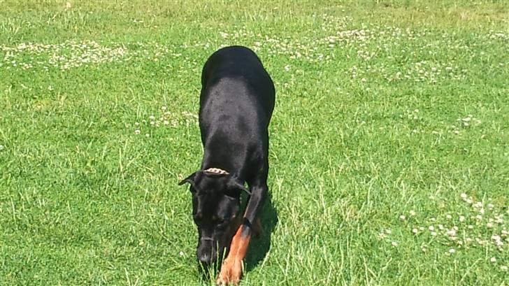 Dobermann Tøsen billede 14