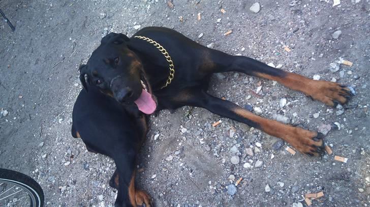 Dobermann Tøsen billede 15