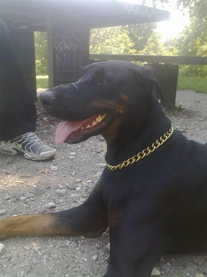 Dobermann Tøsen billede 16