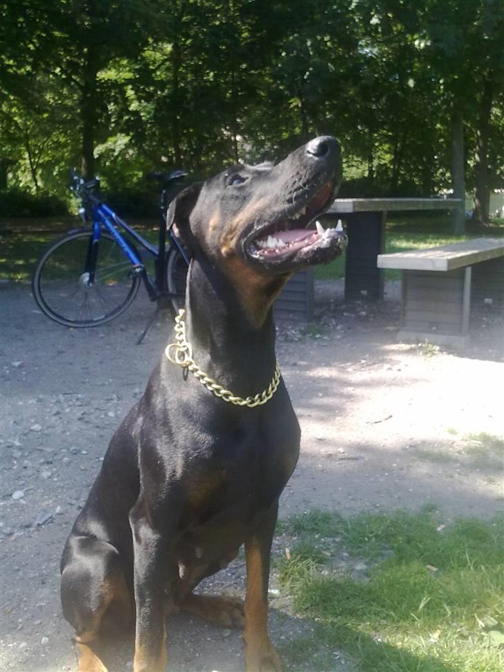 Dobermann Tøsen billede 17