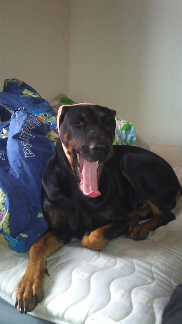 Dobermann Tøsen - Jeg er træt af om ørerne.. billede 18