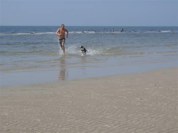 Amerikansk staffordshire terrier Monique billede 6