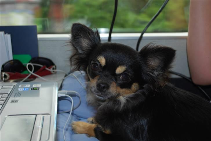 Chihuahua Bella billede 6