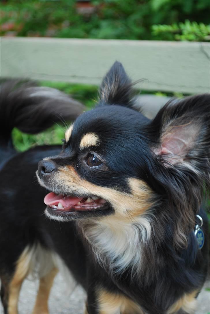 Chihuahua Bella billede 7