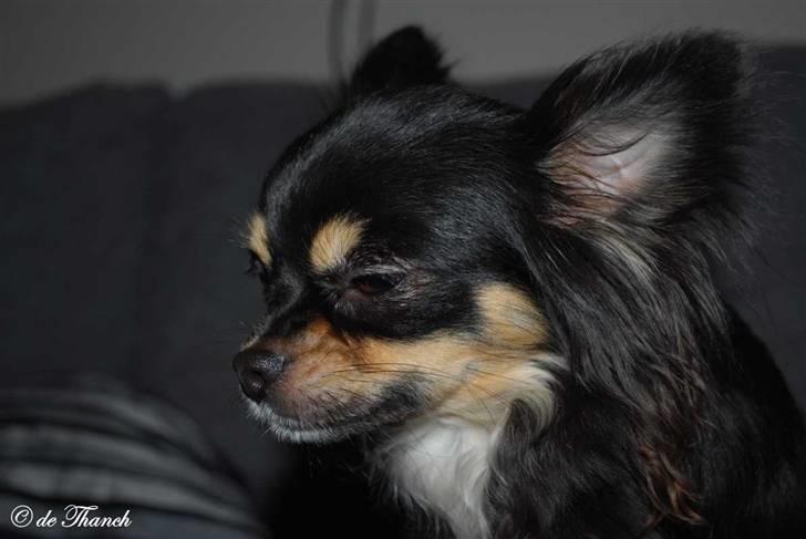 Chihuahua Bella billede 8