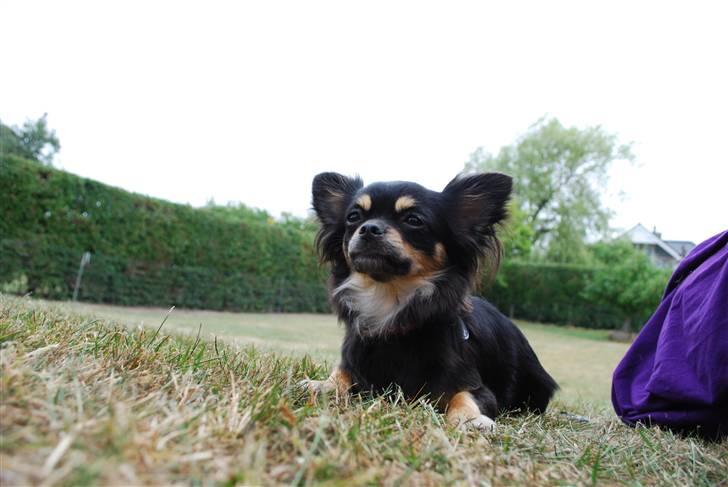 Chihuahua Bella billede 9