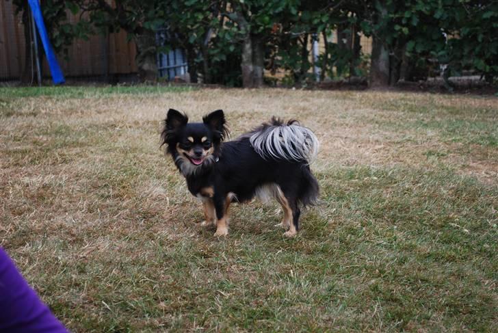 Chihuahua Bella billede 10