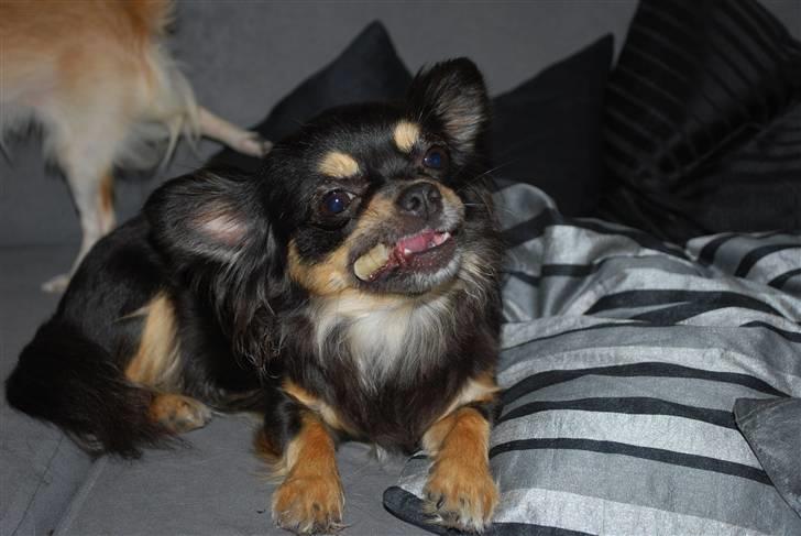 Chihuahua Bella billede 11